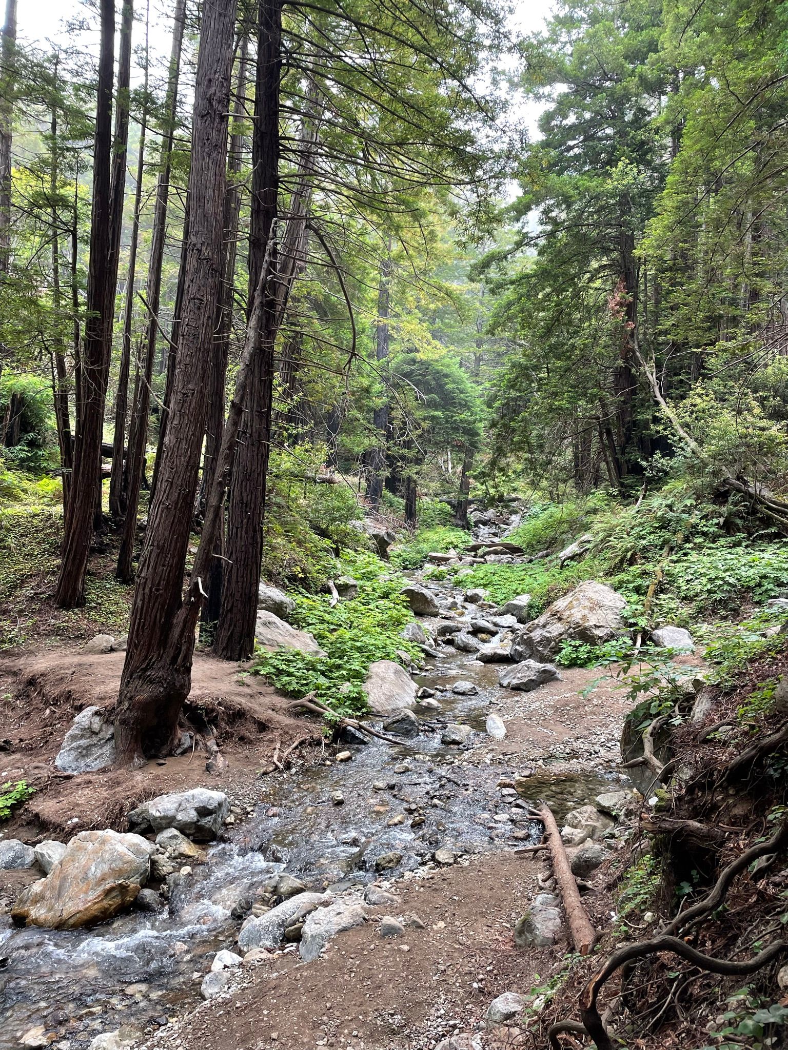 Limekiln State Park - Lindsey Hassan