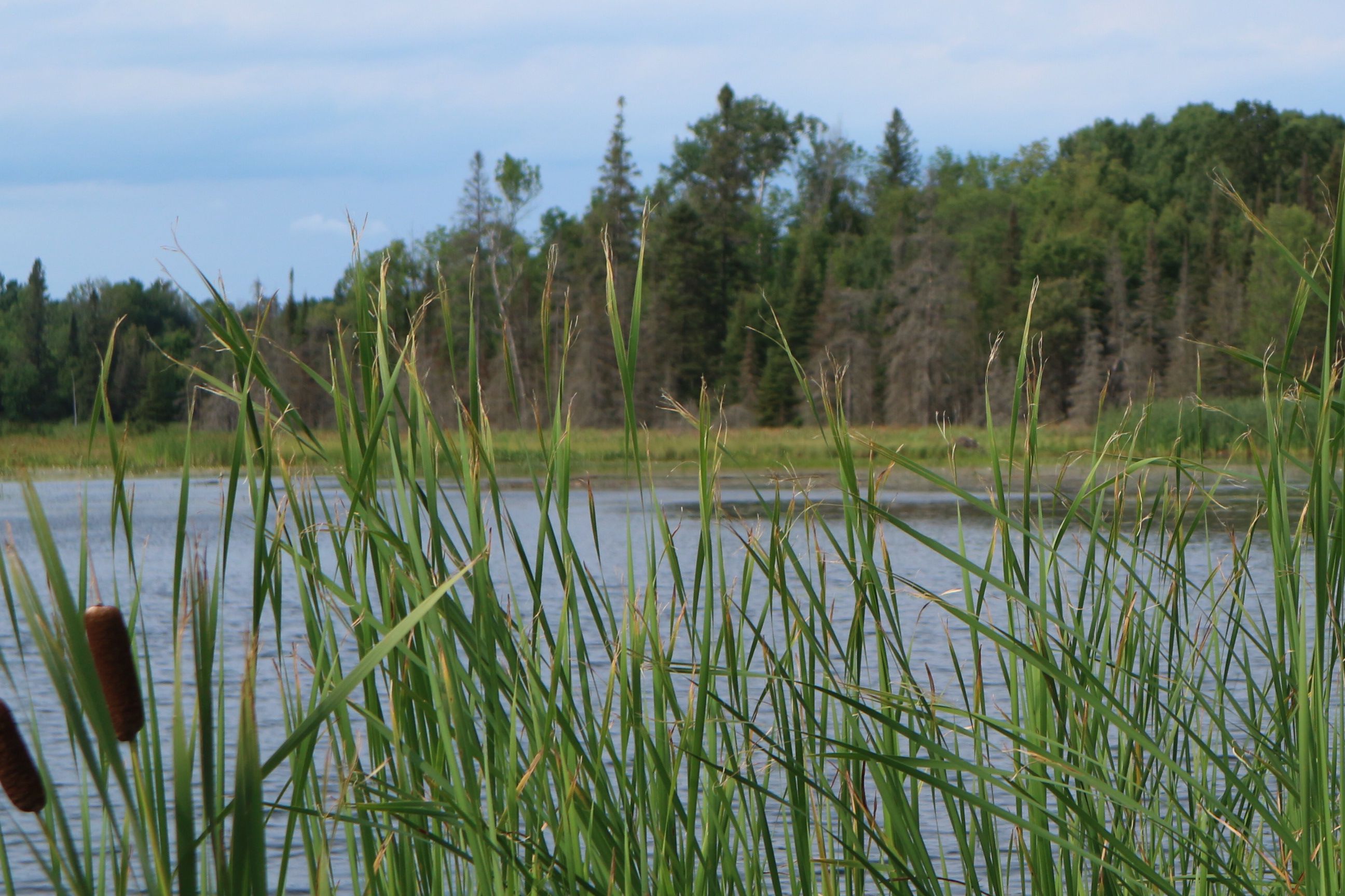 Grundy Lake Provincial Park - Sarah K Shepherd