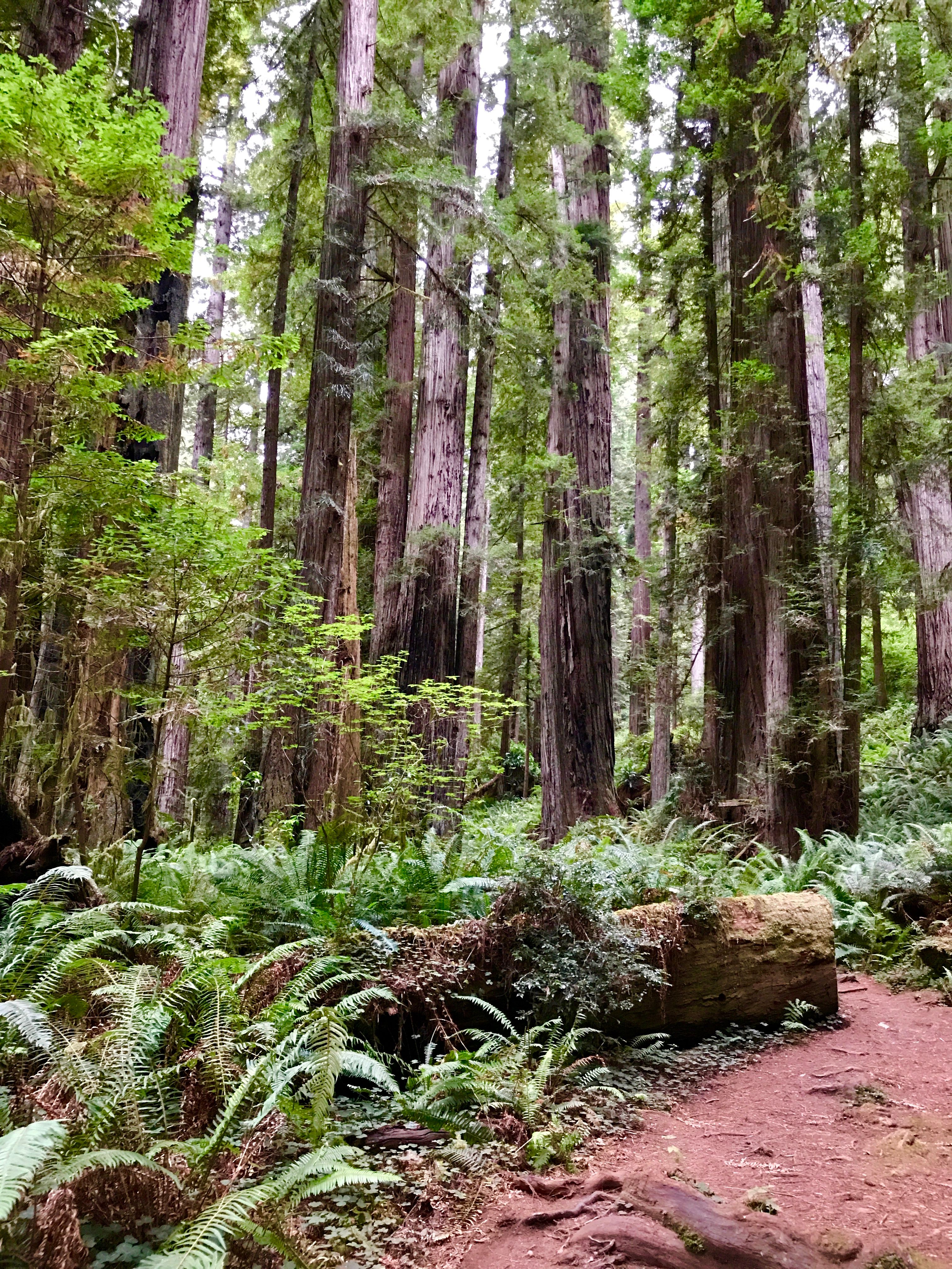 Prairie Creek Redwoods SP Elk Prairie Campground- Rhythm Earthsong