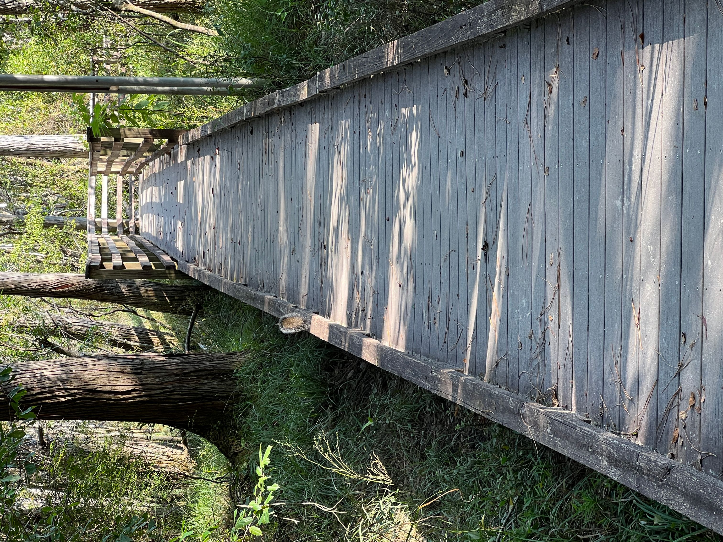 Blackwater River State Park - Jessica O