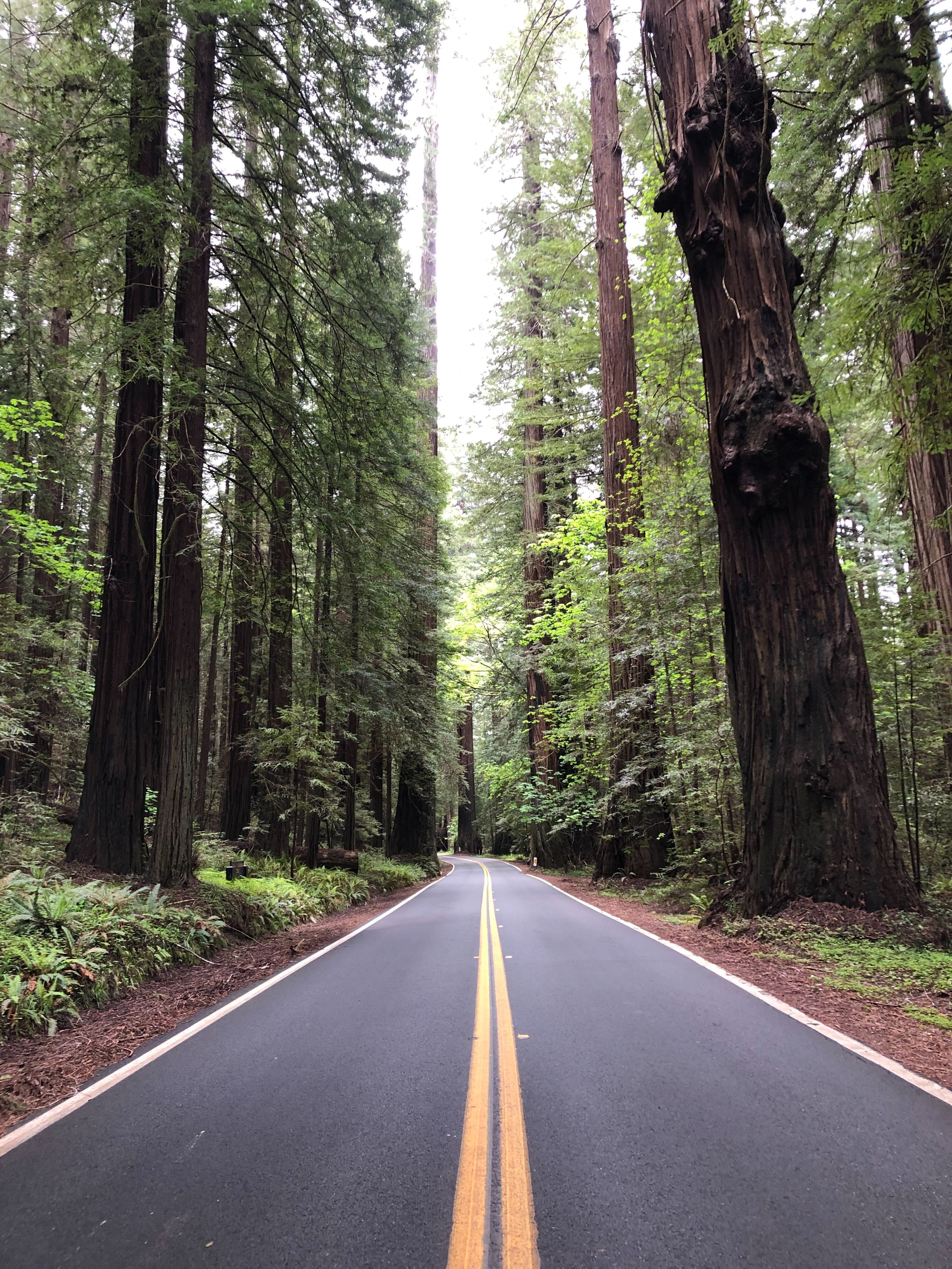 Humboldt Redwoods State Park - Matthew Ramirez