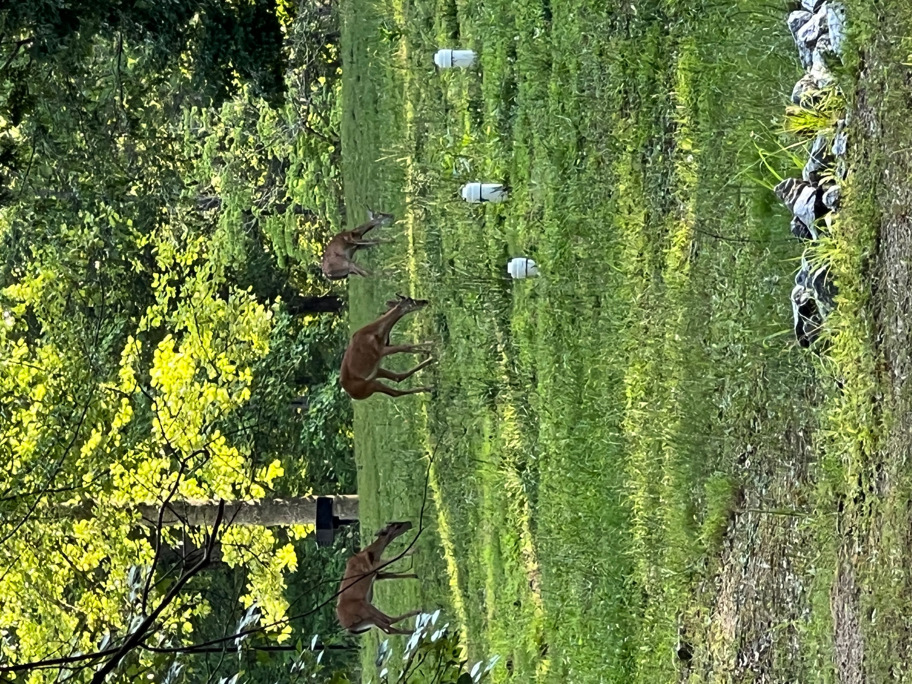 Red Top Mountain State Park - Jessica O