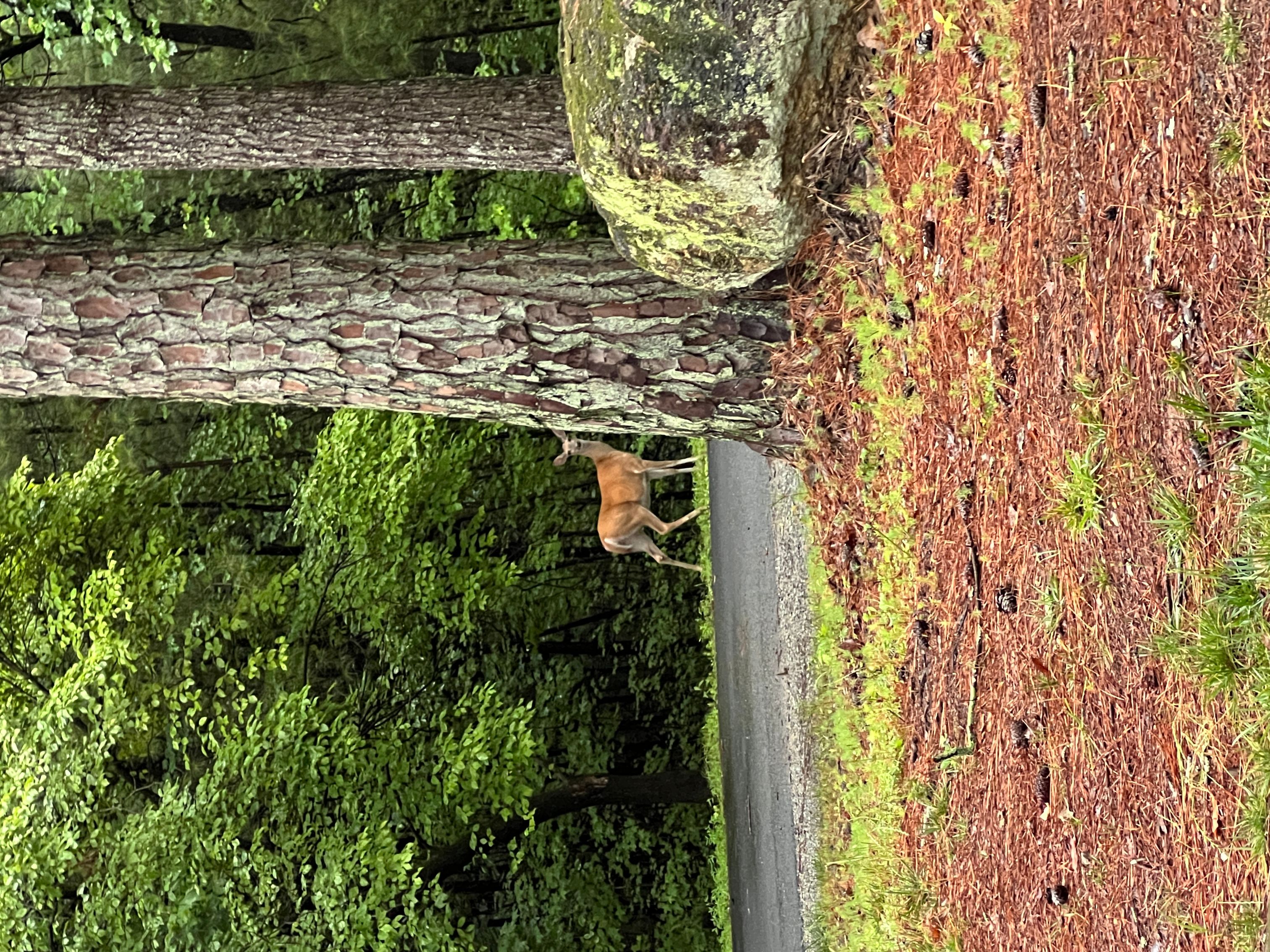 Red Top Mountain State Park - Jessica O