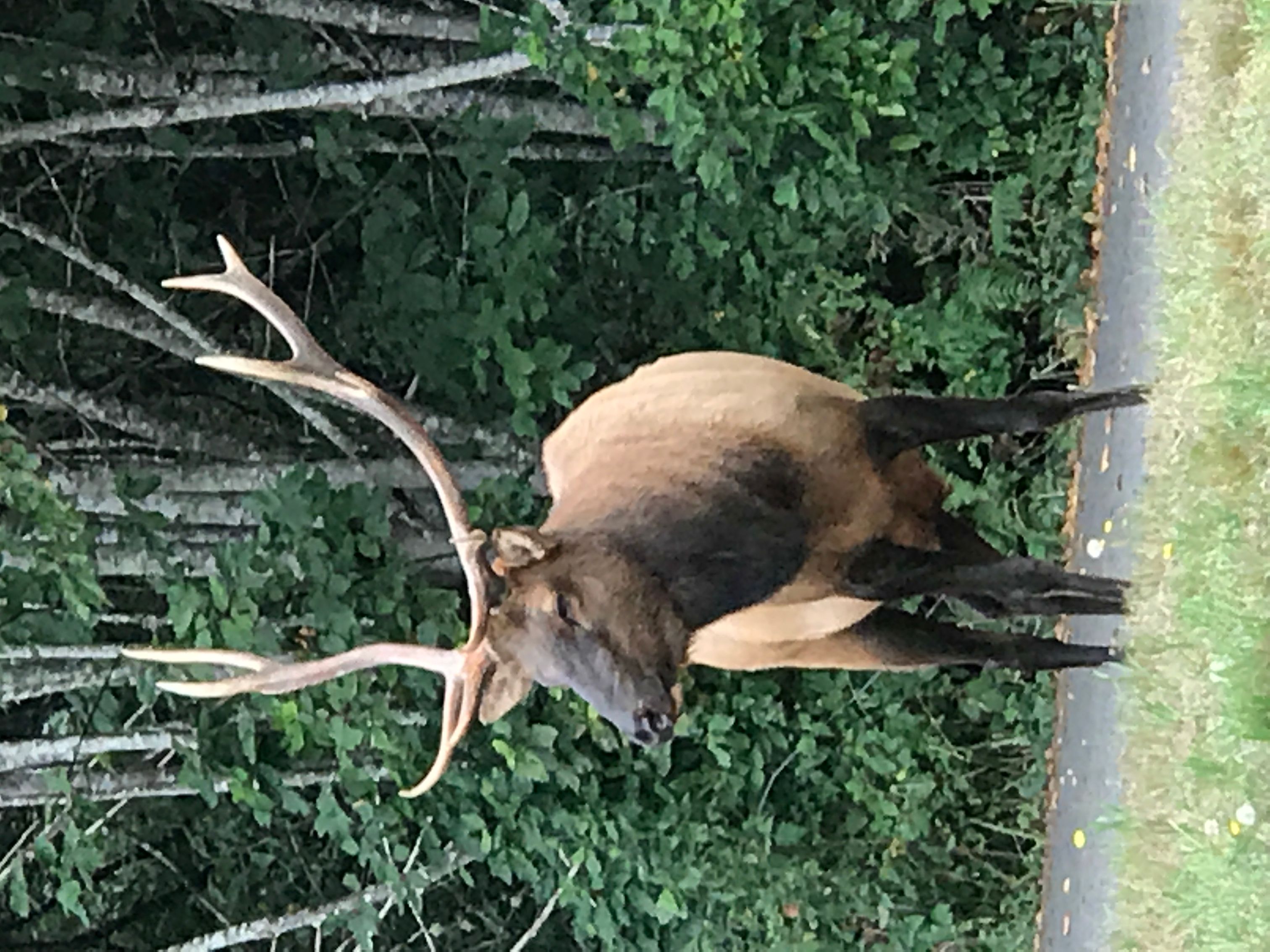 Prairie Creek Redwoods State Park Elk Prairie  - Rhythm Earthsong