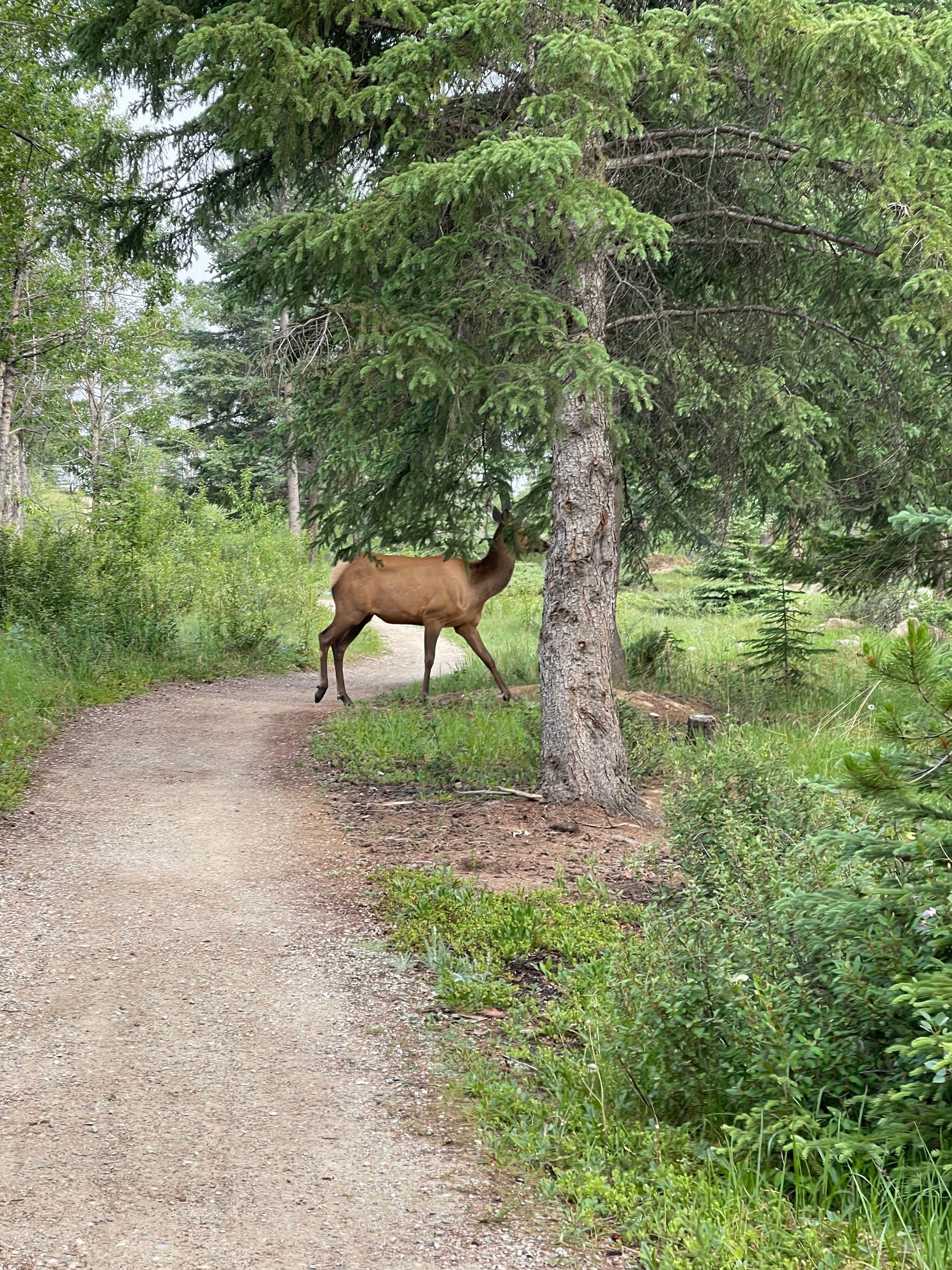 Jasper National Park - Clayton D.