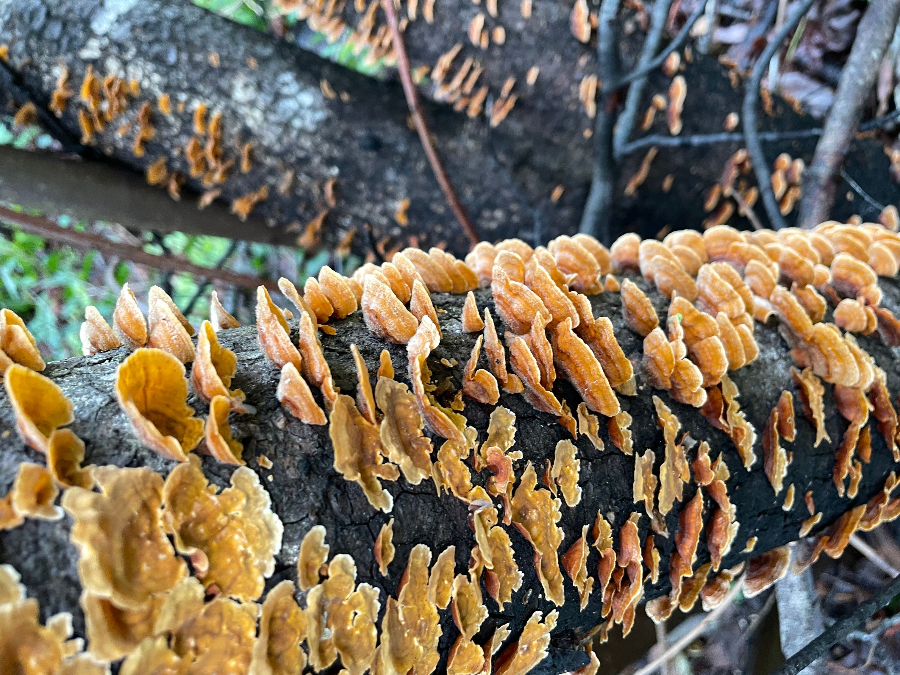 Sugarloaf Ridge State Park - Harrison Wright