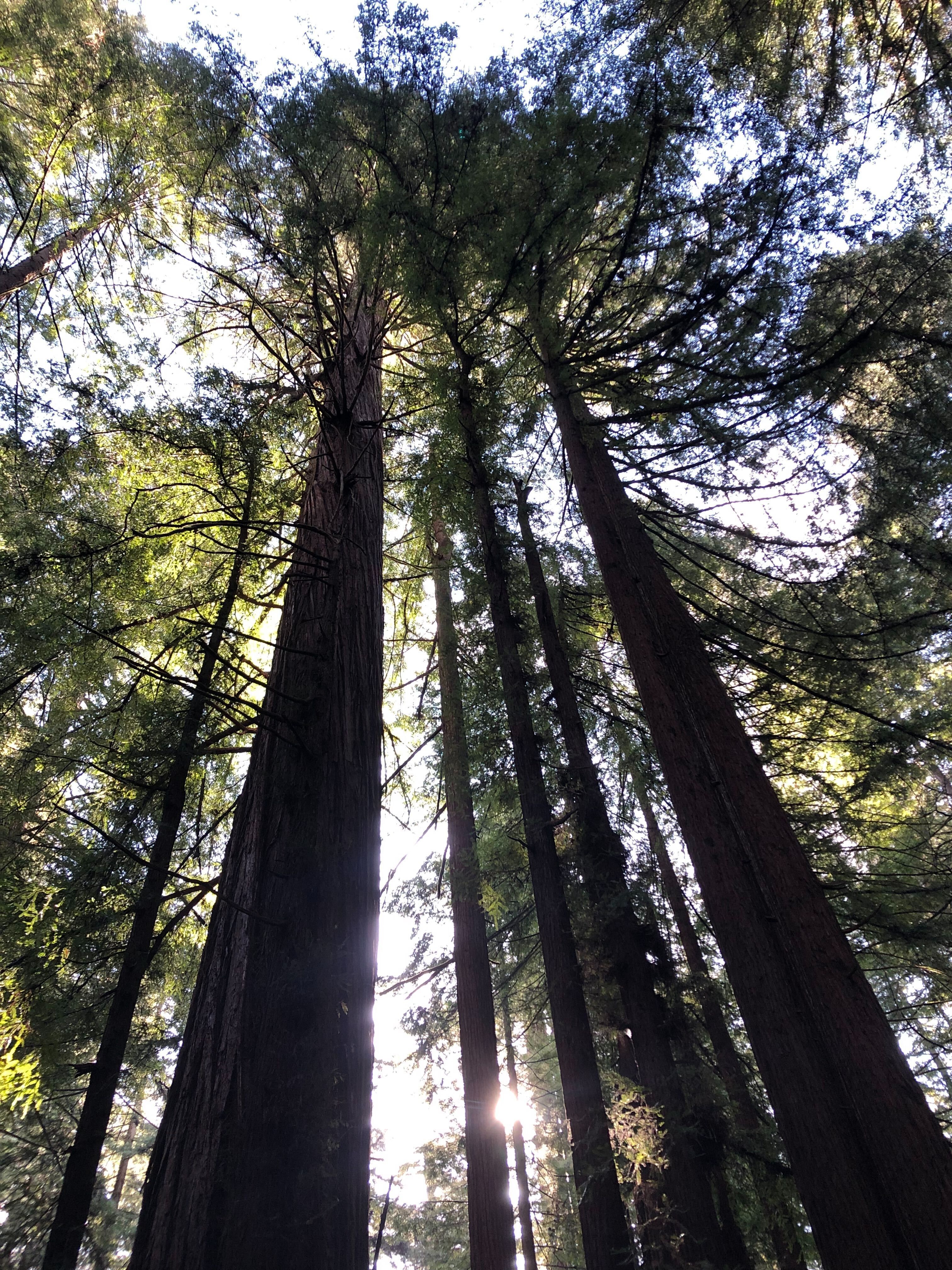 Humboldt Redwoods State Park - Matthew Ramirez